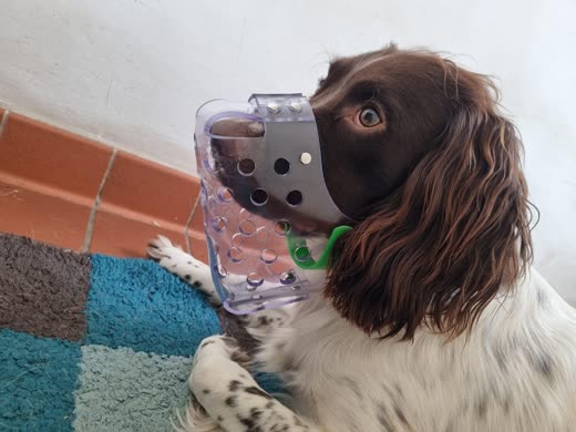 A springer spaniel wearing a clear basket muzzle with a green strap, sitting on a tiled floor