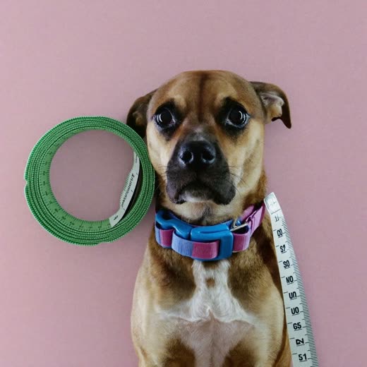 A measuring tape beside a fabric dog collar